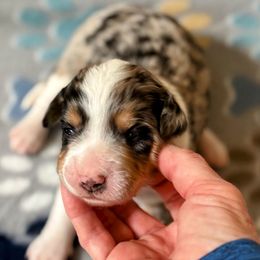 Boy 3, Blue Merle, full white collar - Blue merle male Aussiedoodle puppy in Parma, Idaho from Arena Valley Acres