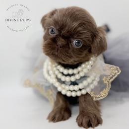 Dassy - Lilac female Shih Tzu puppy in League City, Texas from Divine Pups
