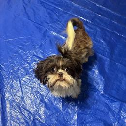 Ellie - Shih Tzu