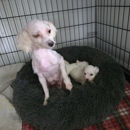 Boy 3 - White male Maltese puppy in Selma, North Carolina from Havenkennels