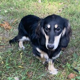 Dachshunds from Canisteo Dachshunds