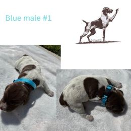 Harry Potter - Liver roan male German Shorthaired Pointer puppy in Brooklyn, Michigan from BadboysGSPS