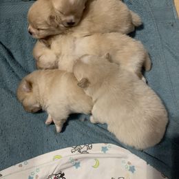 Pomeranian Puppies from Lola’s Poms