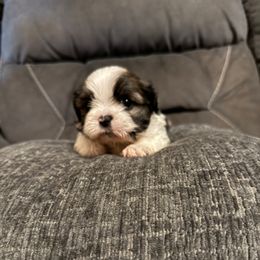 Roman - Black white and silver male Shih Tzu puppy in Atoka, Oklahoma from Boggy Depot Cavaliers & Friends