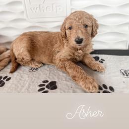 Goldendoodle Puppies from Lundee Doodles