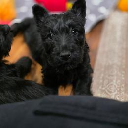 Flounder - Black male Scottish Terrier puppy in Seymour, Missouri from Fairview's Precious Pups
