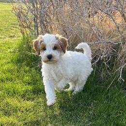 Yellow Male - Parti male Goldendoodle puppy in Great Falls, Montana from Montana Goldendoodles