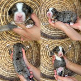 Greg - Tri-color male Bernedoodle puppy in Yuciapa, California from AlltheDoodlez_