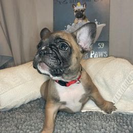 French Bulldogs from Kiru Kennels