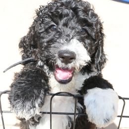 Mouse - Black Labradoodle puppy in Las Vegas, Nevada from Patriot Labradoodles