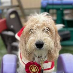 Petit Basset Griffon Vendeens from Clancy Petit Basset Griffon Vendeens