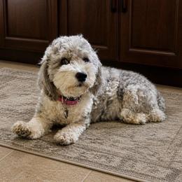 Scarlett - Aussiedoodle