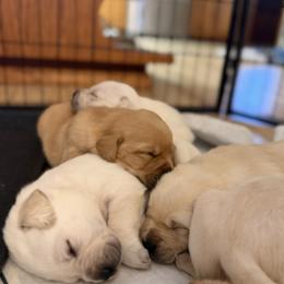 Labrador Retriever Puppies from Knotty Creek Labradors