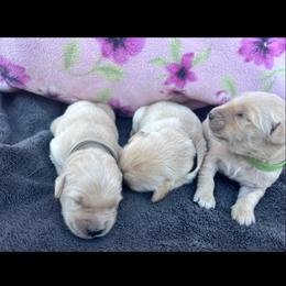 Skittle - Golden male Golden Retriever puppy in Lakeside, Arizona from Tall Pines Goldens