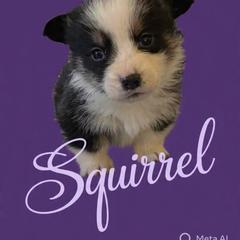 V-1 left tail on. Squirrel - Black and tan male Pembroke Welsh Corgi puppy in Sanford, Michigan from Tambali Pembroke Welsh Corgis