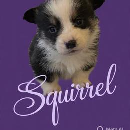 V-1 left tail on. Squirrel - Black and tan male Pembroke Welsh Corgi puppy in Sanford, Michigan from Tambali Pembroke Welsh Corgis
