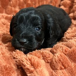 Bella - Black and white female Aussiedoodle puppy in Oak Ridge, North Carolina from Just Wright Doodles