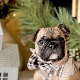 French Bulldogs from Fabulouslee French