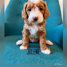 Jolene - Red  female Goldendoodle puppy in Glendale, Arizona from Follow Your Bliss Doodles