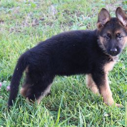 German Shepherd Puppies from Shepherd Station