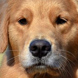 Golden Retrievers from Timberfarm Goldens
