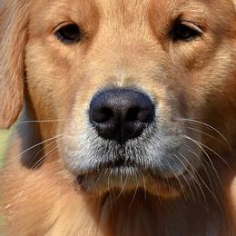 Golden Retrievers from Timberfarm Goldens