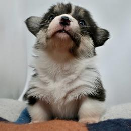 Preslee - Black and tan male Pembroke Welsh Corgi puppy in Alvin, Texas from Cottonwood Corgis