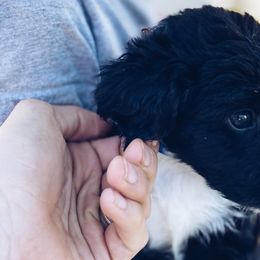 Everest - Aussiedoodle puppy in Viola, Idaho from LaFarm Doodles