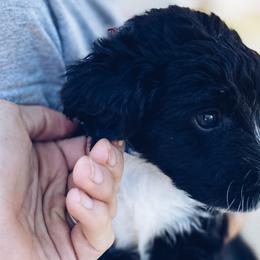 Everest - Aussiedoodle puppy in Viola, Idaho from LaFarm Doodles