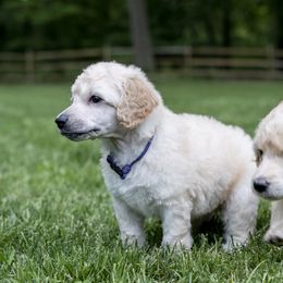 Poodle Puppies from Perigueux Poodles
