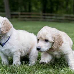 Poodle Puppies from Perigueux Poodles