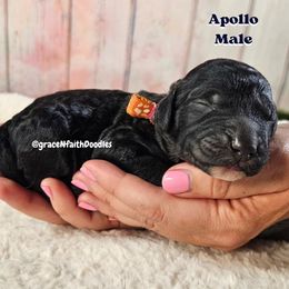Apollo - Black male Goldendoodle puppy in Peytno, Colorado from Grace N Faith Doodles