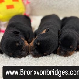 Boy 3 - Black and tan male Rottweiler puppy in Danieslville, Georgia from Bronx Von Bridges Rottweilers