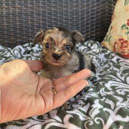 Jack - Merle male Chihuahua puppy in Beckemeyer, Illinois from Guardian’s of the Chihuahuas