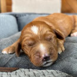 Boy 2 - Red  male Goldendoodle puppy in Mattawan, Michigan from Doodifuldoods