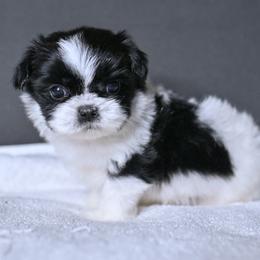 Chase - Black and white male Shih Tzu puppy in Montrose, Colorado from Nana's Happy Pups