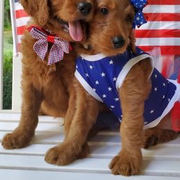 Goldendoodle Puppies from Rustic Road Doodles