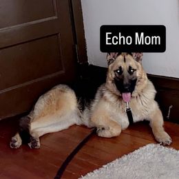 Echo - German Shepherd