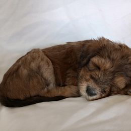 Bernedoodle Puppies from Positively Doodles
