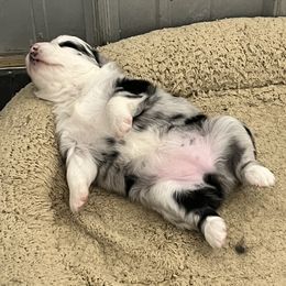 Australian Shepherd and Miniature Australian Shepherd Puppies from L Bar W Aussie Ranch