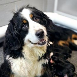 Leigh - Bernese Mountain Dog