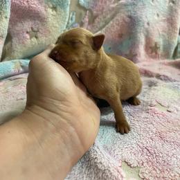 Rusty - Red male Miniature Pinscher puppy in Lancaster, Missouri from White Stone Ranch