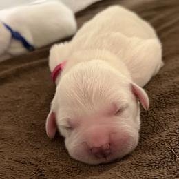 Ms. Pink - Light golden female Golden Retriever puppy in Albuquerque, New Mexico from Sandia Golden Creams