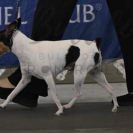 Bullet - Toy Fox Terrier