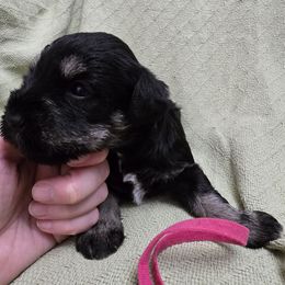 Noel - Black and silver female Miniature Schnauzer puppy in Riner, Virginia from Haven Hill Schnauzers