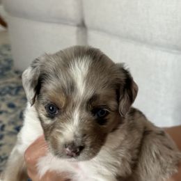 Miniature Australian Shepherd Puppies from Rolling Waves Mini Aussie