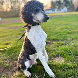 Marvel - Poodle