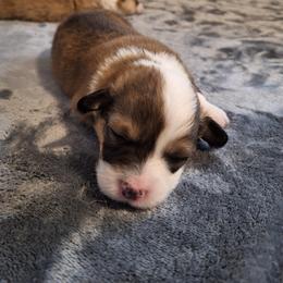 Sweet little Pokey - Sable female Pembroke Welsh Corgi puppy in Purcellville, Virginia from Rhone River Farm Pembroke Welsh Corgis