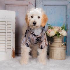 Bordoodle Puppies from 2J 2K Bordoodles