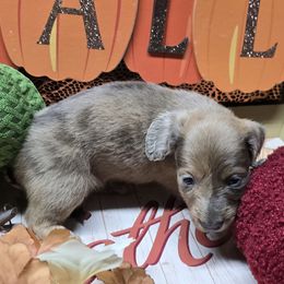 Babs - Fawn (isabella) and tan female Dachshund puppy in Vacaville, California from SchmooterBabies